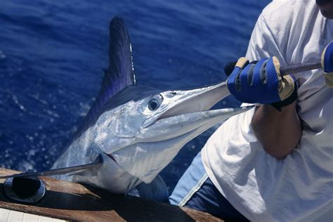 White Marlin Fact Information Guide American Oceans