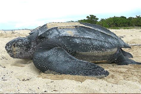 Diantara hewan terbesar di dunia jaman prasejarah yang masih hidup hewan laut ini memiliki ukuran tubuh dapat mencapai 35 meter dan bobotnya sekitar 200 ton. 7 Hewan Purba yang Masih Hidup di Hutan Indonesia