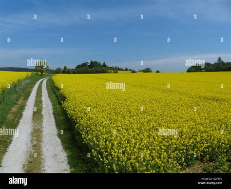 Rapeseed Fields With Dirt Road And Blue Sky Stock Photo Alamy