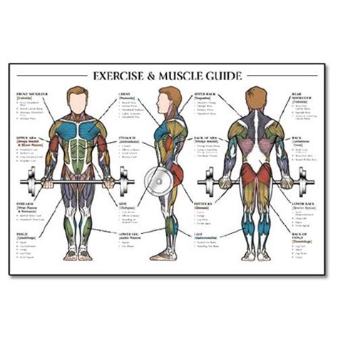 Exercise And Female Muscle Guide Laminated Fitness Poster