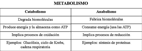 Anabolismo Y Catabolismo Diferencias Ejemplos Cuadro Comparativo