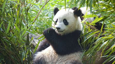 Chengdu And Giant Pandas China Holidays Steppes Travel