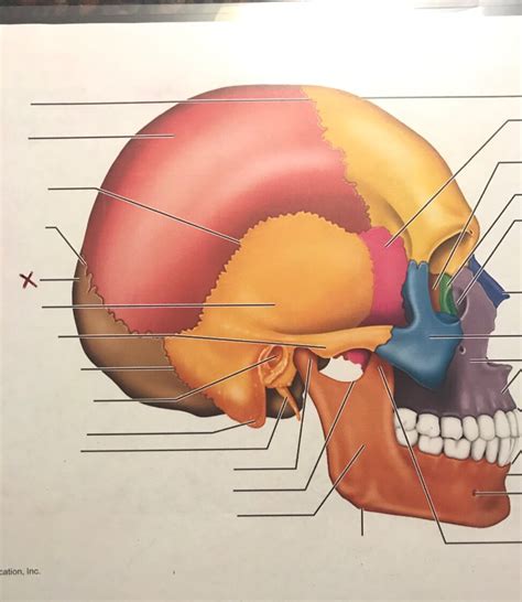 External Anatomy Of The Right Side Of The Skull Flashcards Memorang