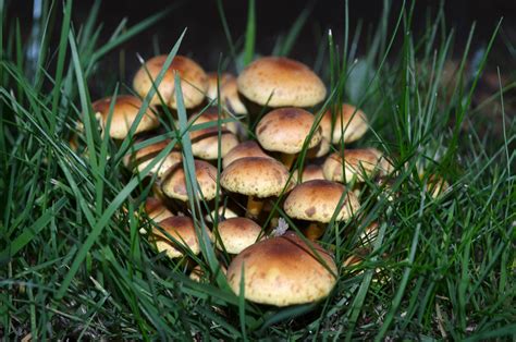 Small Mushrooms Free Stock Photo Public Domain Pictures