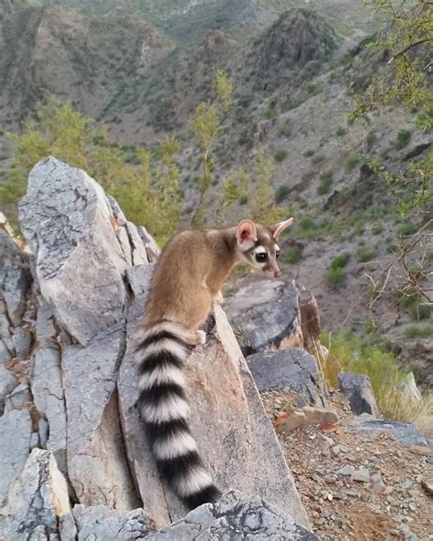 People Are Loving These Adorable Ringtail Cats That Are