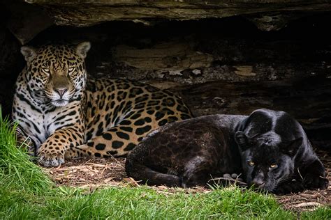 Jaguars At Chester Zoo A Black And Traditional Jaguar At C Flickr