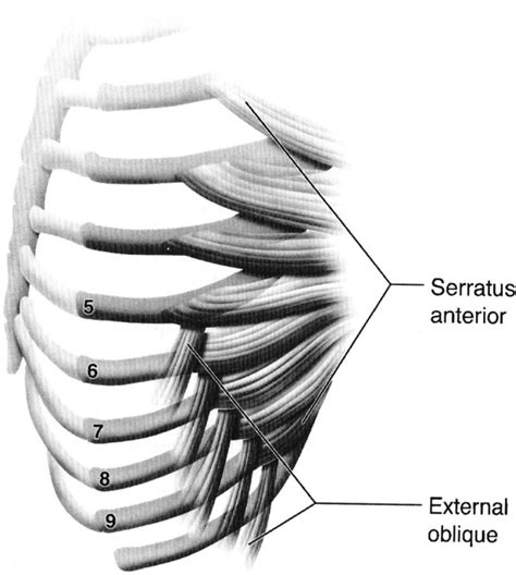The Anatomy Of The Serratus Anterior And External Oblique Muscles Human Body Anatomy
