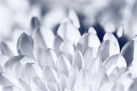 White Chrysanthemum Petal Flower Photograph By Gregory Dubus Pixels