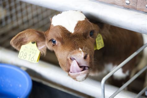 tips for feeding new born calves in winter all about feed
