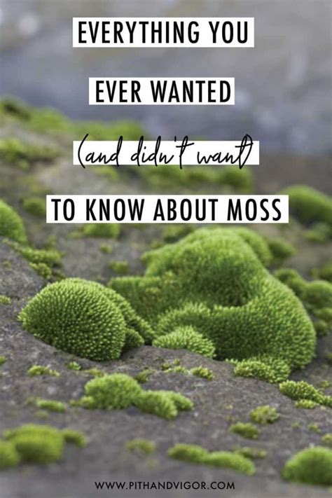 Everything You Ever Wanted To Know About Garden Moss Didnt Want