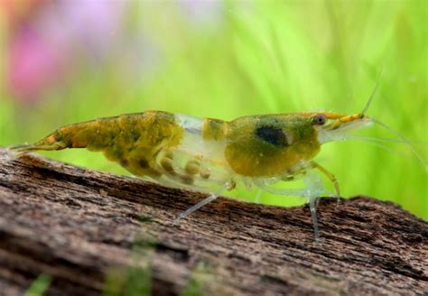 Green Rili Shrimp Neocaridina Davidi Neocaridina Species Dwarf