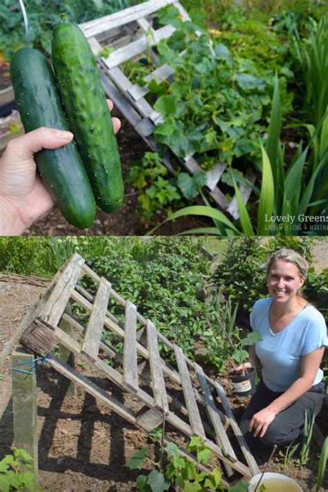 15 Easy Attractive Diy Cucumber Trellis Ideas On How To Build Vertical
