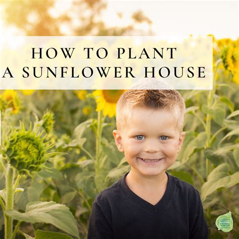 How To Plant A Sunflower House National Garden Bureau