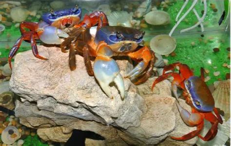 Complete Guide To Rainbow Crab Care And Species Profile Fishkeeping World