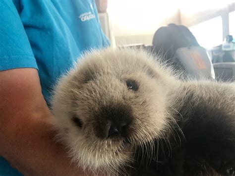 A Seriously Fluffy Sea Otter Pup Is Now Chilling At The Vancouver Aquarium