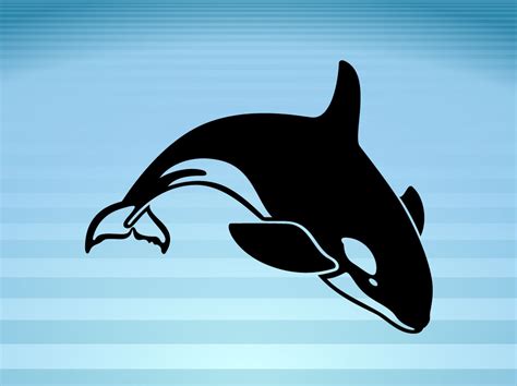 Killer Whale Vector Art And Graphics