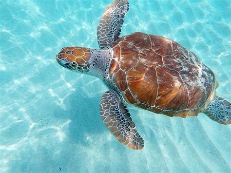 Swimming With Turtles In Curaçao Willtravelforfood Travel Curacao