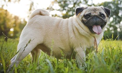 Top 10 Most Quiet Dog Breeds In The World With Details