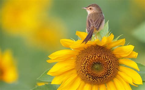 Sparrow On Sunflower Hd Wallpaper Hd Latest Wallpapers