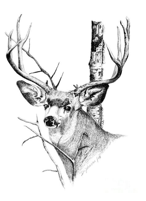 Mule Deer Drawing By Deb Johnston Fine Art America