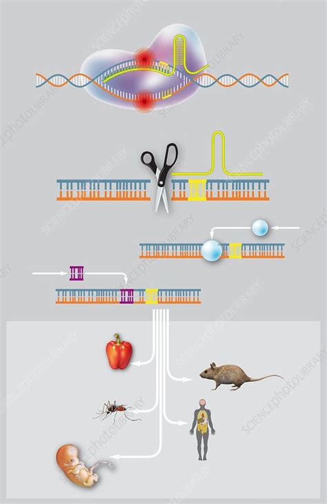 Crispr Cas9 Gene Editing Diagram Stock Image C0366626 Science