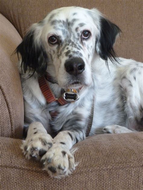 English Setter Puppies For Sale In Ny Puppies Blog