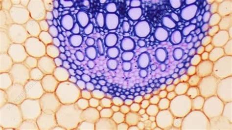 Vascular Tissue In Dicot Plant Stem Light Microscopy Stock Video