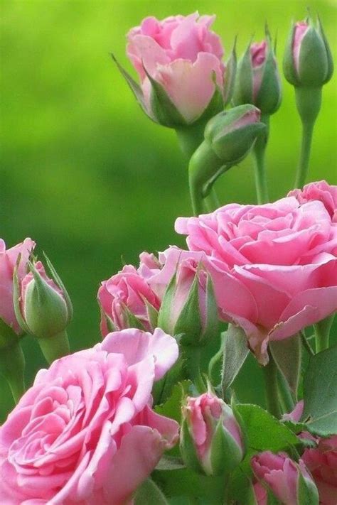 Nature Beauty Beautiful Roses Rose Flower Beautiful Flowers