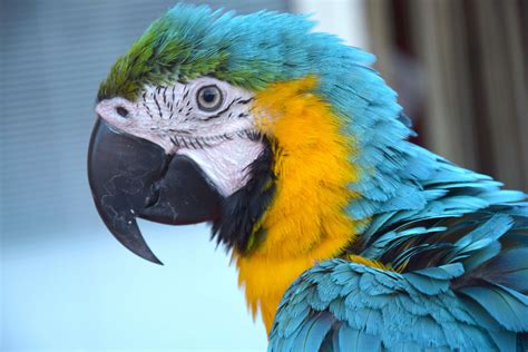 3840x2560 Animal Bird Color Parrot Color Plume Colors Detail
