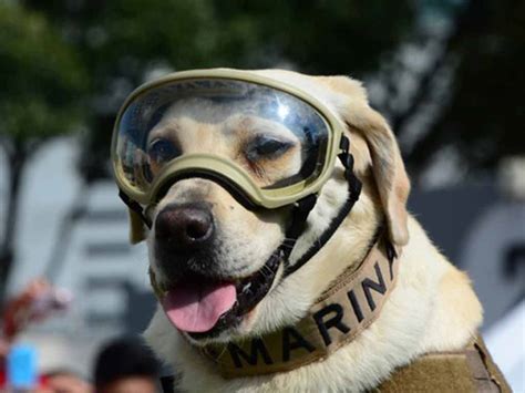 Muere Frida La Perrita Rescatista De La Secretaría De Marina