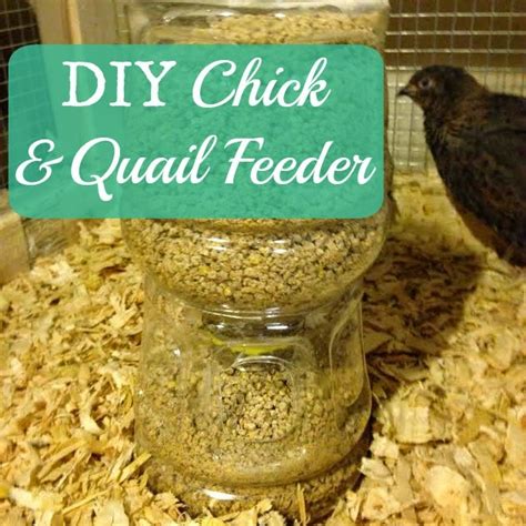 As such, we have been working the hay a bit more intensively then normal. Linn Acres Farm: DIY Chick and Quail Feeder