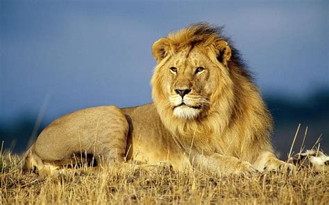 Leo The Lion Cat Lion Animal Hd Wallpaper Peakpx