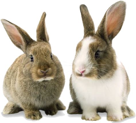 Rabbit Bunny Png Background Image Transparent Background Bunnies Png