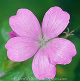 Pink Perennial Flowers Pictures