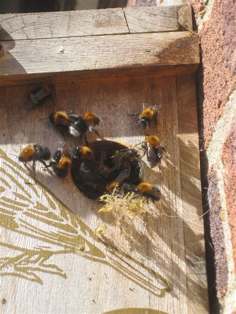 So again, i would say leave the nest alone. Our family's nature blog...: tree bumblebee nest