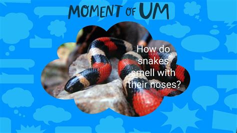 How Do Snakes Smell With Their Noses Moment Of Um Full Podcast