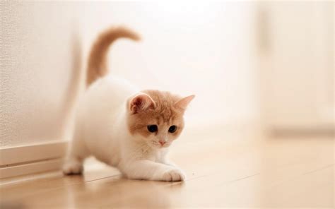 Cute Cat Wallpapers 67 Images