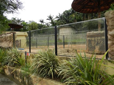 Meerkat Exhibit In Front Of The Giraffe Paddock Zoo São Paulo Zoochat
