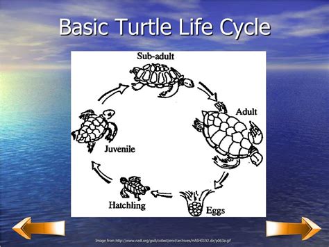 Land Turtle Life Cycle