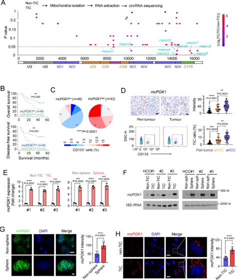 Mcpgk1 Dependent Mitochondrial Import Of Pgk1 Promotes Metabolic