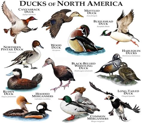 Ducks Of North America Poster Print Etsy