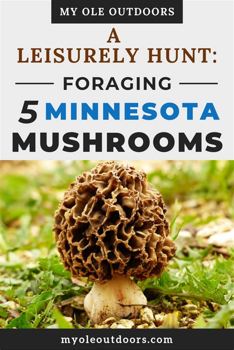 Go For A Leisurely Hunt For Mushrooms In Northern Minnesota When