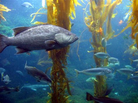 Ocean Life Kelp Forest Flickr Photo Sharing