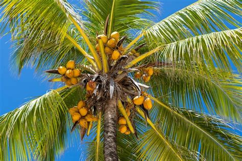 Palma Llena De Cocos En La Playa Maldiva Foto Premium