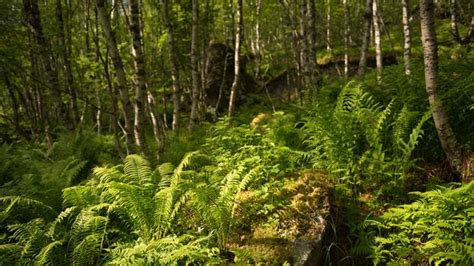 bbc earth discover how norway saved its vanishing forests