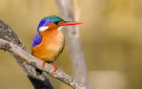 Top 10 Most Beautiful Birds In Africa