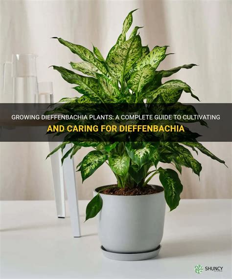 Growing Dieffenbachia Plants A Complete Guide To Cultivating And