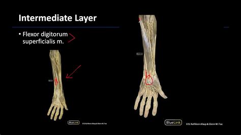 Anterior Compartment Of The Forearm M1 Dissection Supplement Youtube