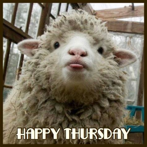 Happy Thursday Sheep Cute Animals Animals Beautiful Animals