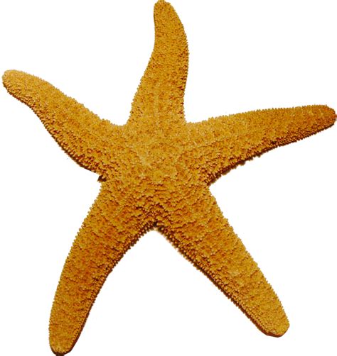 Starfish Clip Art Starfish Png Png Download 800848 Free